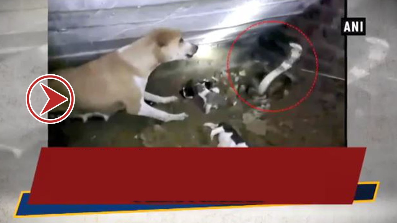 పాముతో కుక్క పోరాటం