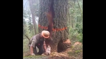 Ce bucheron a vu la mort de près, de très près...