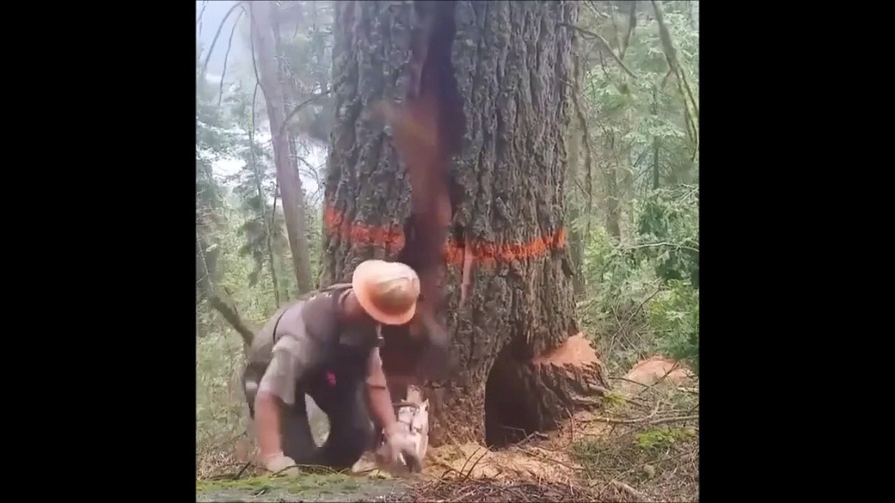 Ce bucheron a vu la mort de près, de très près...