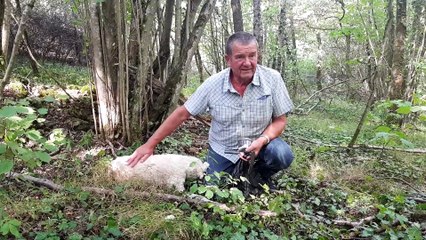 Avec Jacques et Hiris à la traque aux truffes dans les environs de Metz