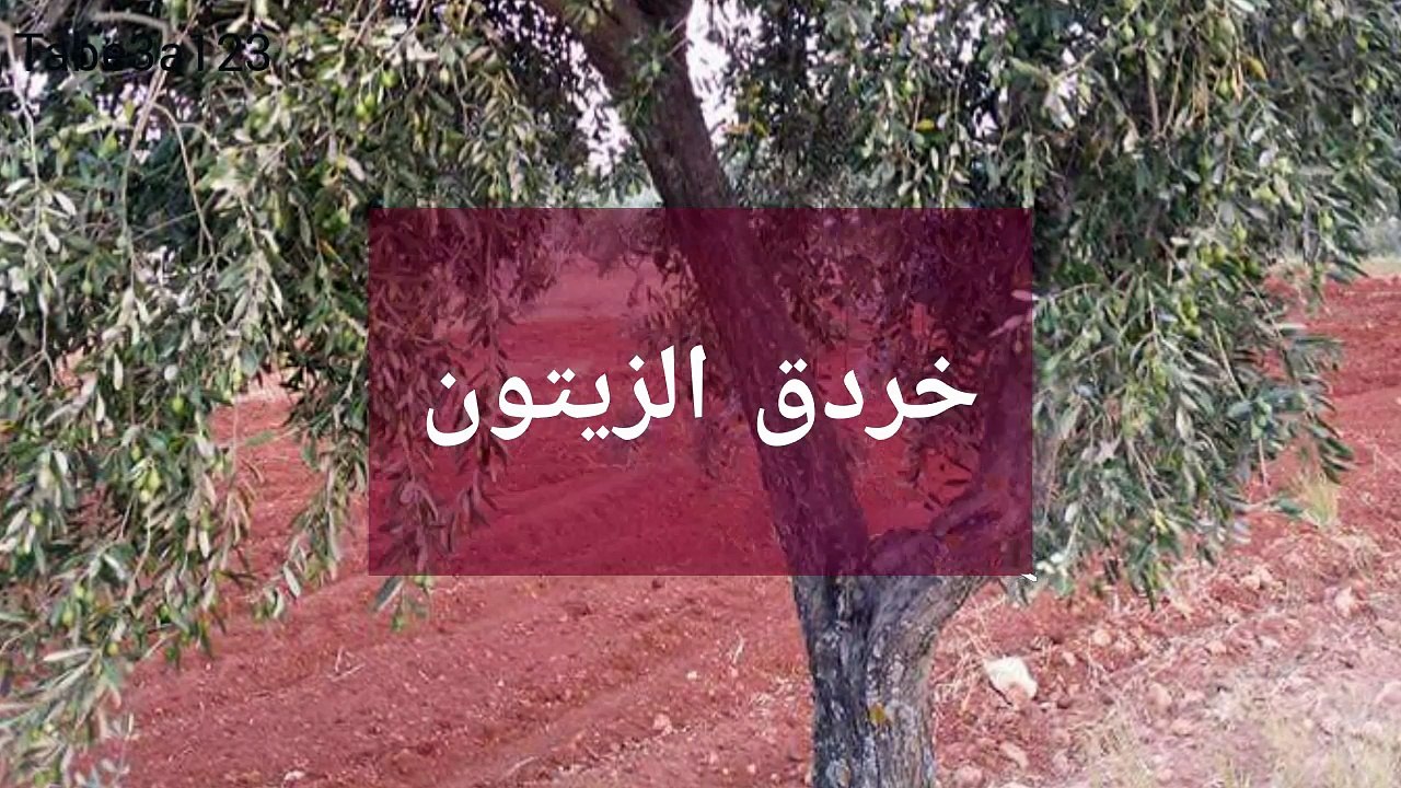 افة خردق الزيتون الاسباب و العلاج