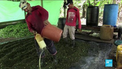 UN says coca cultivation hit new high in Colombia last year