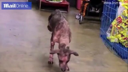 Ce chien courageux refuse d'utiliser une chaise roulante après son accident