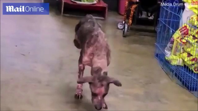 Ce chien courageux refuse d'utiliser une chaise roulante après son accident