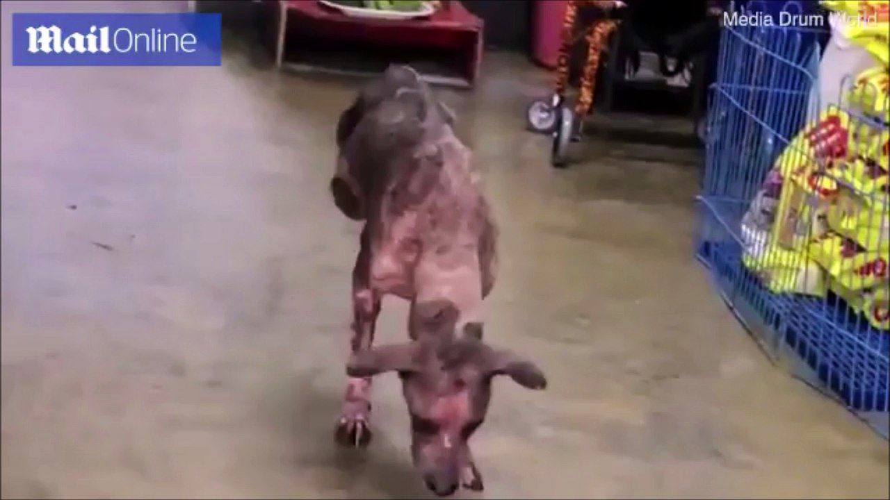 Ce chien courageux refuse d'utiliser une chaise roulante après son accident