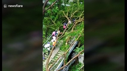 Commuters climb through fallen trees to get to work after Typhoon Mangkhut