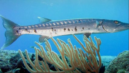 The barracuda is a ray-finned fish