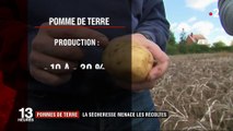 Pommes de terre : la sécheresse menace les récoltes