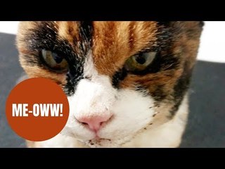 Cat has miracle escape after an aerosol can exploded in its face