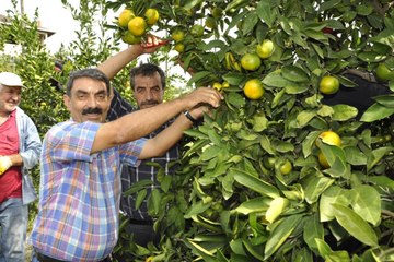 Dalında 75 Kuruş Tezgahta 4 Katı