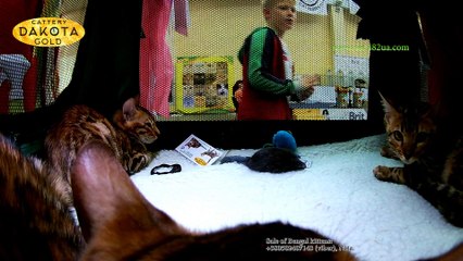 15092018, Выставка кошек, Харьков, Радмир Экспохолл, WCF, 3