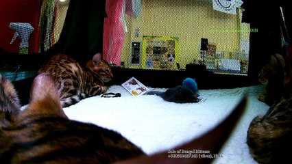 15092018, Выставка кошек, Харьков, Радмир Экспохолл, WCF, 4