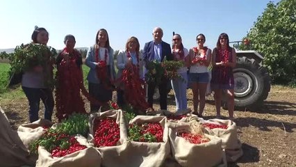 Gastroantep Festivali Biber Hasadıyla Başladı