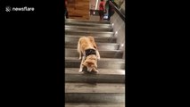 Service dog patiently guides blind dog down steep stairs