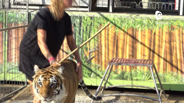 Reportage - Les coulisses du Cirque Arlette Gruss