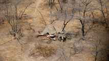 Le Botswana rejette le rapport d'EWB sur la mort des éléphants
