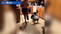 Cachorrinho vê sua dona pulando num pé só e a única coisa que ele quer é fazer o mesmo