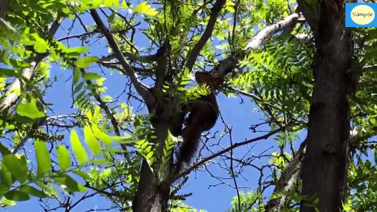 Keep Pests Out Of Your Garden - Simple Crafts