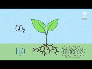 صباح الشارقة: كيفية تنفس النباتات ليلاً