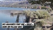 Des araignées font une « orgie » dans un village grec