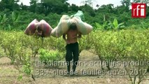 La Colombie reste le premier producteur de cocaïne au monde