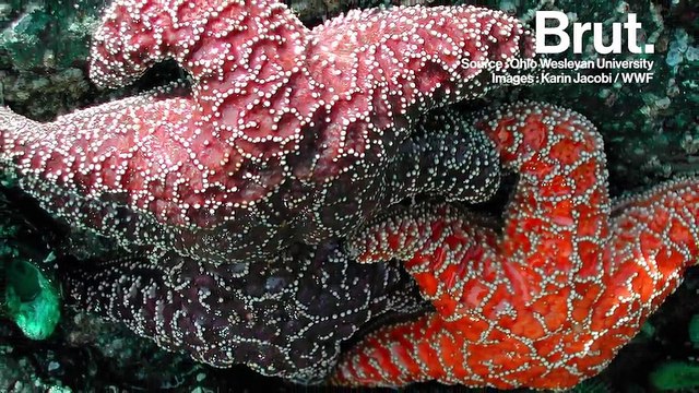 Ces espèces animales sont essentielles à tout leur écosystème