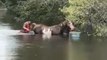 County Team Rescues Horse From Flooded Pasture
