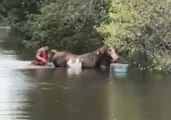 County Team Rescues Horse From Flooded Pasture