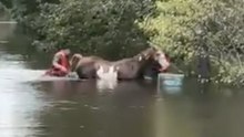 County Team Rescues Horse From Flooded Pasture