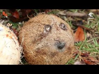 صباح الشارقة : فوائد جوز الهند .