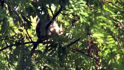 Ağaçta mahsur kalan yavru kedi kurtarıldı - DÜZCE