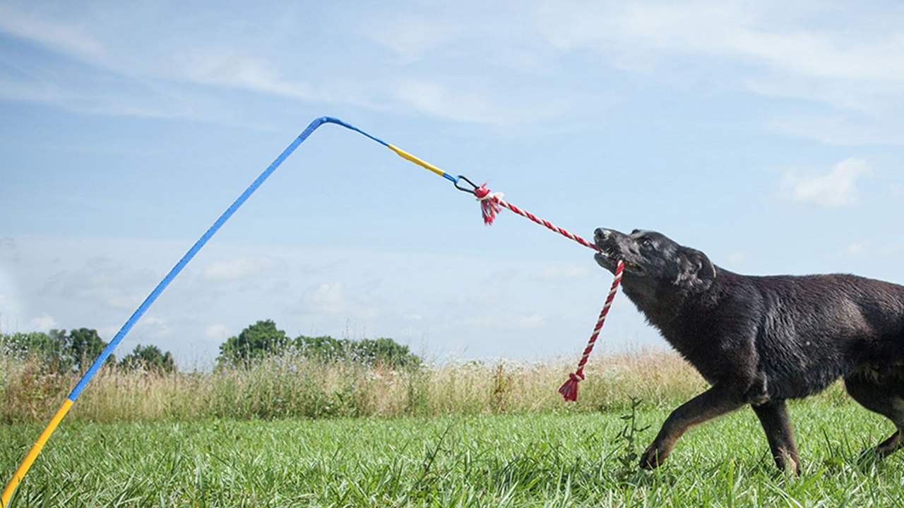 Tire Out Your Pup Anytime, Anywhere
