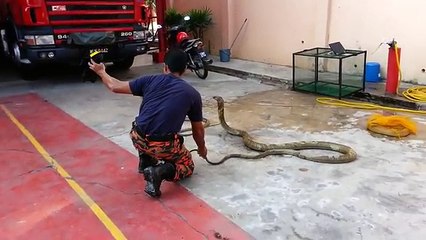 The Frighten Scene of The Firefighters Catches The King Cobra By Manually