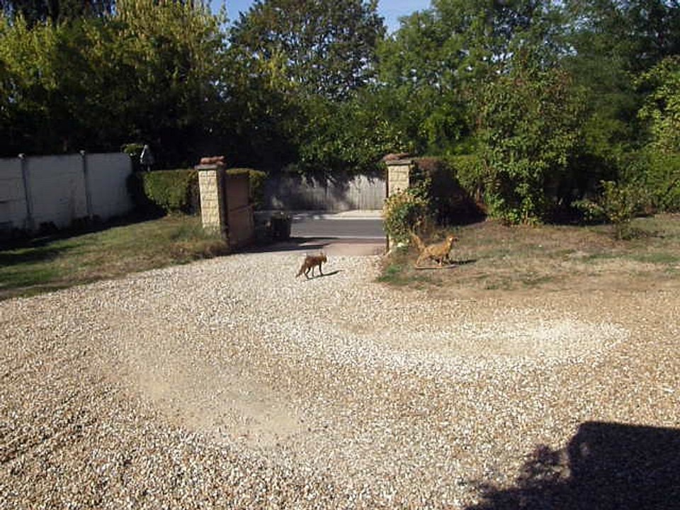 Renard renifle un renard empaillé !