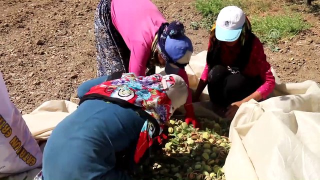 Badem için coğrafi işaret tescili başvurusu - ADIYAMAN