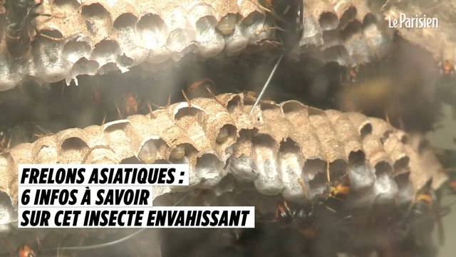 Frelons asiatiques : six choses à savoir sur cet insecte envahissant