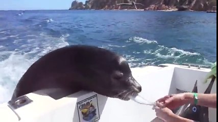 The girl is distributing all the fish