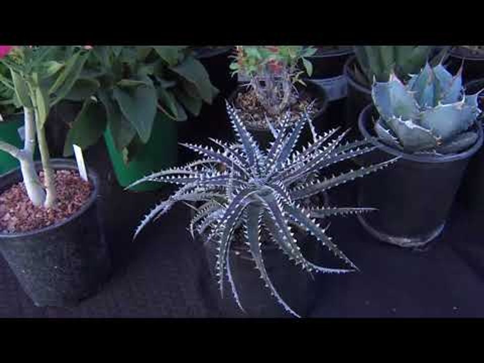 10 12 Greenthumb Thursday