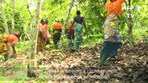 Fair-trade deals provide safety net for Ivorian cocoa producers