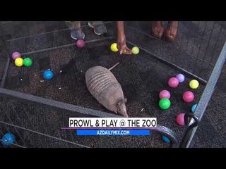 Prowl and Play at Phoenix Zoo