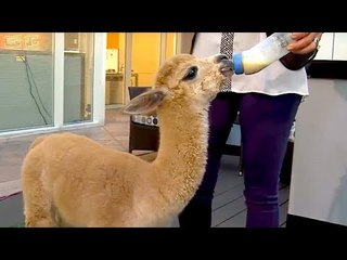 Cute Critters from Wildlife World Zoo