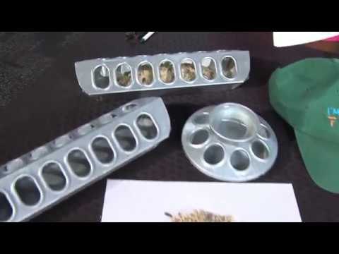 Raising Backyard Chickens