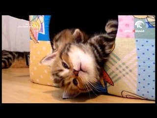 شاهد .. حقائق وغرائب عن القطط