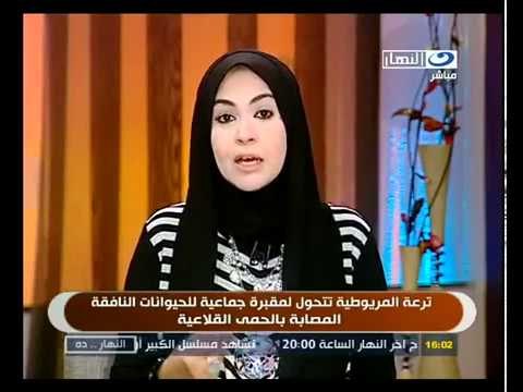 ‫ترعة المريوطية تتحول لمقبرة بسبب الحمى القلاعية‬‎