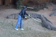 Ce dresseur du sanctuaire des crocodiles est entouré de spécimens énormes