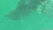 Un grand requin blanc dévore une otarie sous les yeux des touristes