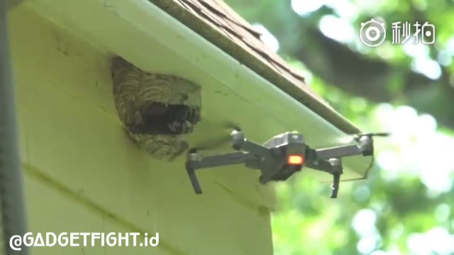 Il détruit un nid de guêpes avec les hélices de son drone