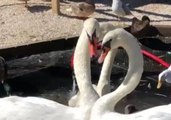 Swans Saved From Florence Form 'Special Bond' at North Carolina Sanctuary