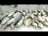 برنامج صباح الشارقه .. أسعار الأسماك لهذا اليوم 16-3-2016
