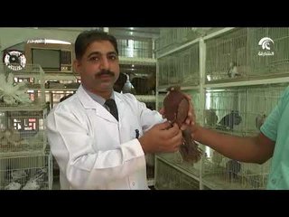أخبار الدار  : سوق الطيور و المواشي بالشارقة وجهة آمنة لاقتناء الطيور و الحيوانات الأليفة .